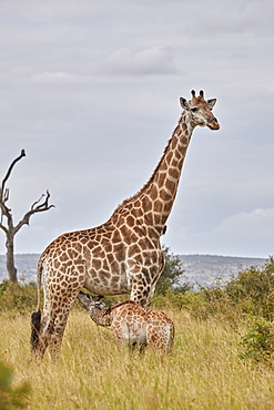 Cape Giraffe (Giraffa camelopardalis giraffa) baby nursing, Kruger National Park, South Africa, Africa