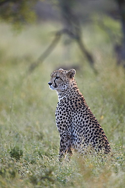 Cheetah (Acinonyx jubatus), Kruger National Park, South Africa, Africa