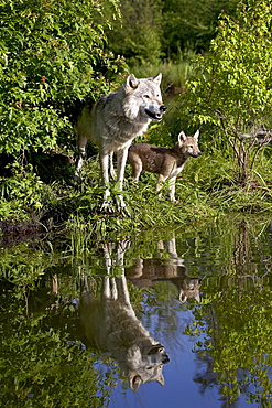 Gray wolf (Canis lupus) adult and pup, in captivity, Sandstone, Minnesota, United States of America, North America