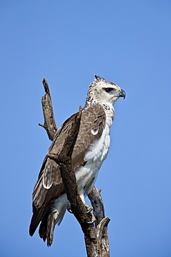 Martial Eagle (Polemaetus bellicosus), juvenile, Kruger National Park, South Africa, Africa