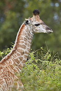 Cape Giraffe (Giraffa camelopardalis giraffa) baby, Kruger National Park, South Africa, Africa