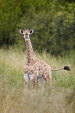 Baby Cape Giraffe (Giraffa camelopardalis giraffa), Kruger National Park, South Africa, Africa