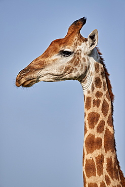 Cape Giraffe (Giraffa camelopardalis giraffa), Kruger National Park, South Africa, Africa