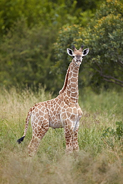 Baby Cape Giraffe (Giraffa camelopardalis giraffa), Kruger National Park, South Africa, Africa