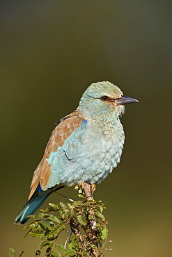 European Roller (Coracias garrulus), Kruger National Park, South Africa, Africa