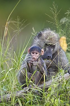 Chacma Baboon (Papio ursinus) infant, Kruger National Park, South Africa, Africa