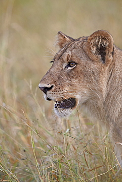 Lion (Panthera leo) cub, Kruger National Park, South Africa, Africa