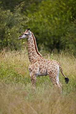 Baby Cape Giraffe (Giraffa camelopardalis giraffa), Kruger National Park, South Africa, Africa