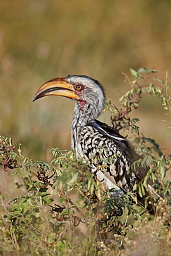 Southern Yellow-billed Hornbill (Tockus leucomelas), Kruger National Park, South Africa, Africa