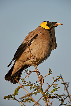 Wattled Starling (Creatophora cinerea), male in breeding plumage, Kruger National Park, South Africa, Africa