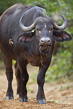 Cape Buffalo (African Buffalo) (Syncerus caffer), Kruger National Park, South Africa, Africa