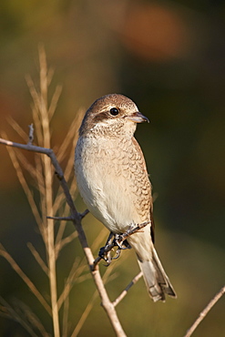 Red-backed Shrike (Lanius collurio), female, Kruger National Park, South Africa, Africa