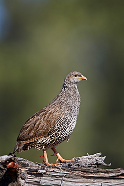 Natal Francolin (Natal Spurfowl) (Pternistes natalensis), Kruger National Park, South Africa, Africa