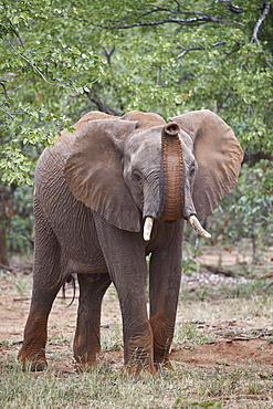 African Elephant (Loxodonta africana) with its trunk raised, Kruger National Park, South Africa, Africa