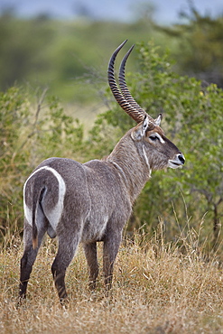 Common Waterbuck (Ellipsen Waterbuck) (Kobus ellipsiprymnus ellipsiprymnus) buck, Kruger National Park, South Africa, Africa