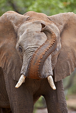 African Elephant (Loxodonta africana) with its trunk raised, Kruger National Park, South Africa, Africa