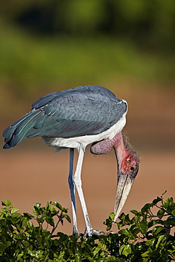 Marabou Stork (Leptoptilos crumeniferus), Kruger National Park, South Africa, Africa