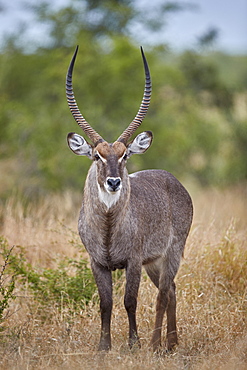 Common Waterbuck (Ellipsen Waterbuck) (Kobus ellipsiprymnus ellipsiprymnus) buck, Kruger National Park, South Africa, Africa