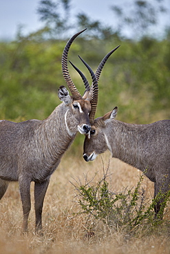 Two Common Waterbuck (Kobus ellipsiprymnus ellipsiprymnus) bucks greeting each other, Kruger National Park, South Africa, Africa