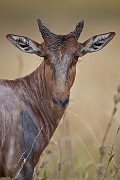 Topi (Tsessebe) (Damaliscus lunatus) calf, Kruger National Park, South Africa, Africa