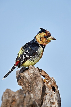 Crested Barbet (Trachyphonus vaillantii), Kruger National Park, South Africa, Africa