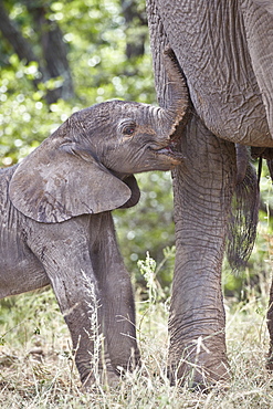 Days-old African Elephant (Loxodonta africana) calf, Kruger National Park, South Africa, Africa