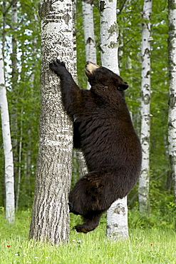 Black bear (Ursus americanus) climbing white birch, in captivity, Sandstone, Minnesota, United States of America, North America