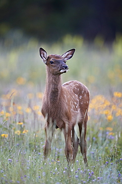 Elk (Cervus canadensis) calf among wildflowers, Jasper National Park, Alberta, Canada, North America