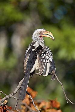 Southern Yellow-Billed Hornbill (Tockus leucomelas), Kruger National Park, South Africa, Africa