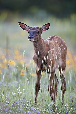 Elk (Cervus canadensis) calf among wildflowers, Jasper National Park, Alberta, Canada, North America