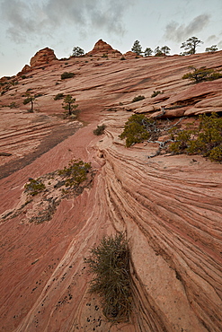 Bushes and trees growing on a sandstone hill, Zion National Park, Utah, United States of America, North America