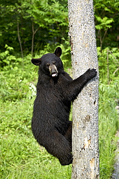 Black bear (Ursus americanus) climbing a tree, in captivity, Sandstone, Minnesota, United States of America, North America