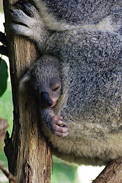 Baby koala bear (Phascolarctos cinereus) in pouch, Brisbane, Queensland, Australia, Pacific