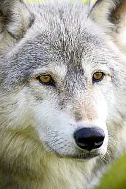 Gray wolf (Canis lupus) in captivity, Sandstone, Minnesota, United States of America, North America