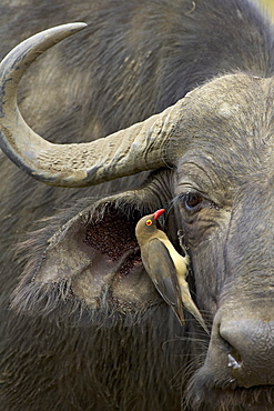 Red-billed oxpecker (Buphagus erythrorhynchus) and Cape buffalo (African buffalo) (Syncerus caffer), Hluhluwe Game Reserve, South Africa, Africa