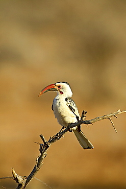 Red-billed hornbill (Tockus erythrorhynchus), Samburu National Reserve, Kenya, East Africa, Africa