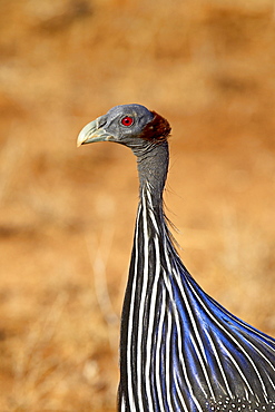 Vulturine guineafowl (Acryllium vulturinum), Samburu National Reserve, Kenya, East Africa, Africa