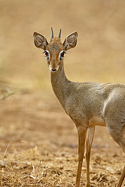 Male Gunther's dik dik (Rinchotragus guntheri), Samburu National Reserve, Kenya, East Africa, Africa