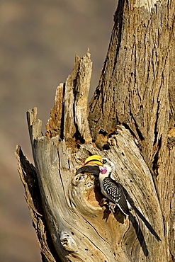 Eastern yellow-billed hornbill (Tockus flavirostris) at its nest, Samburu National Reserve, Kenya, East Africa, Africa