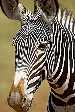 Grevy's zebra (Equus grevyi), Samburu National Reserve, Kenya, East Africa, Africa