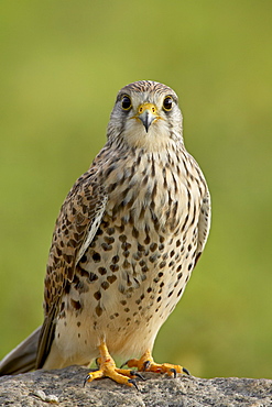 Female common kestrel (Falco tinnunculus), Serengeti National Park, Tanzania, East Africa, Africa