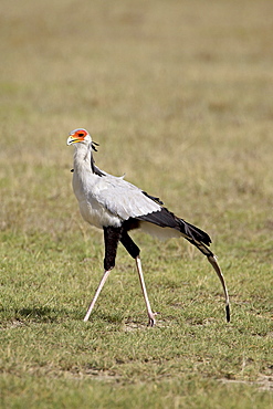 Secretarybird (Sagittarius serpentarius), Lake Nakuru National Park, Kenya, East Africa, Africa