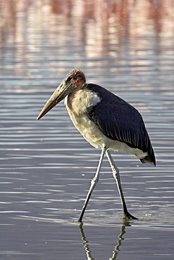 Marabou stork (Leptoptilos crumeniferus) wading in Lake Nakuru, Lake Nakuru National Park, Kenya, East Africa, Africa