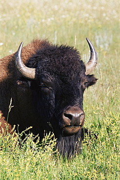 Bison (Bison bison), Theodore Roosevelt National Park, North Dakota, United States of America, North America