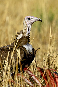 Hooded vulture (Necrosyrtes monachus) at a wildebeest carcass, Masai Mara National Reserve, Kenya, East Africa, Africa