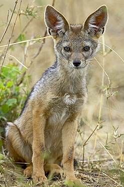 Young black-backed jackal or silver-backed jackal (Canis mesomelas), Masai Mara National Reserve, Kenya, East Africa, Africa