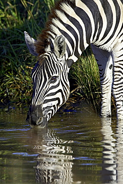 Chapman•À?s zebra (Plains Zebra) (Equus burchelli antiquorum) drinking, Pilanesberg National Park, South Africa, Africa