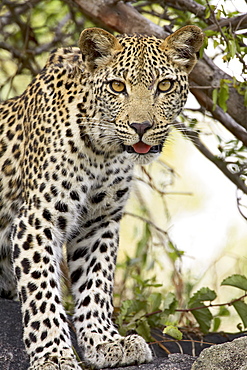 Young leopard (Panthera pardus), Kruger National Park, South Africa, Africa