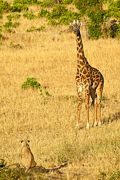 Lion (Panthera leo) and Masai giraffe (Giraffa camelopardalis tippelskirchi) looking at each other, Masai Mara National Reserve, Kenya, East Africa, Africa
