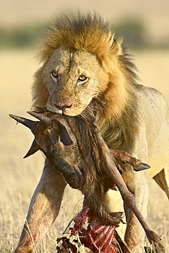 Lion (Panthera leo) carrying a blue wildebeest (brindled gnu) (Connochaetes taurinus) carcass, Masai Mara National Reserve, Kenya, East Africa, Africa